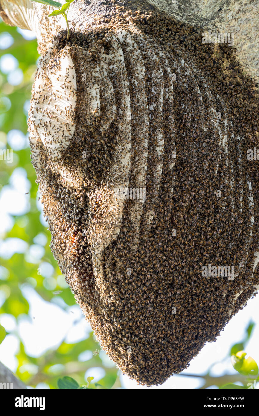 Un enorme alveare a Pouso Alegre Fazenda, Mato Grosso, Pantanal, Brasile. Foto Stock