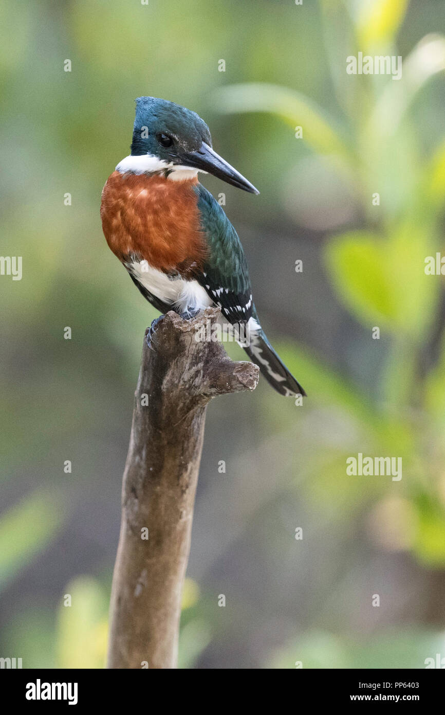 Maschio adulto verde kingfisher, (Chloroceryle americana), con spazio per copiare, Porto Jofre, Mato Grosso, Pantanal, Brasile. Foto Stock