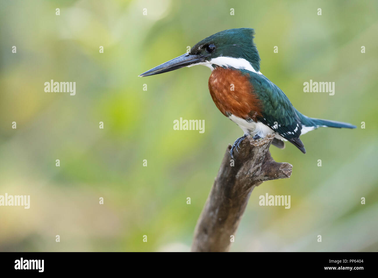 Verde maschio kingfisher (Chloroceryle americana), messa a fuoco morbida dello sfondo copia e spazio, Porto Jofre, Mato Grosso, Pantanal, Brasile. Foto Stock