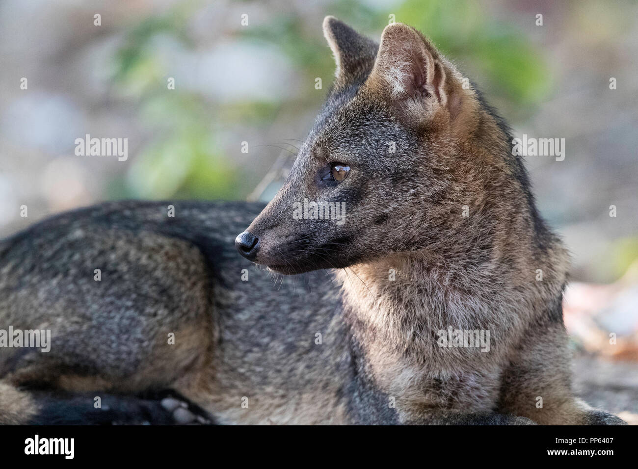 Un adulto crab-eating fox, thous Cerdocyon, Pousado Rio Claro, Mato Grosso, Pantanal, Brasile. Foto Stock