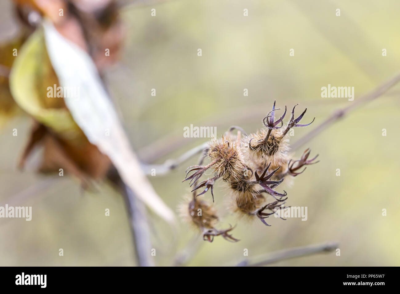 Essiccato autunno impianto closeup. macro naturale sfondo floreale Foto Stock