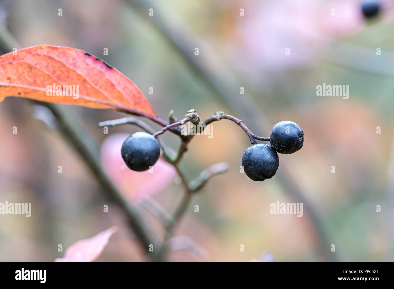La natura in autunno bacche nere crescente sul ramo di impianto a secco con foglie rosso. primo piano Foto Stock