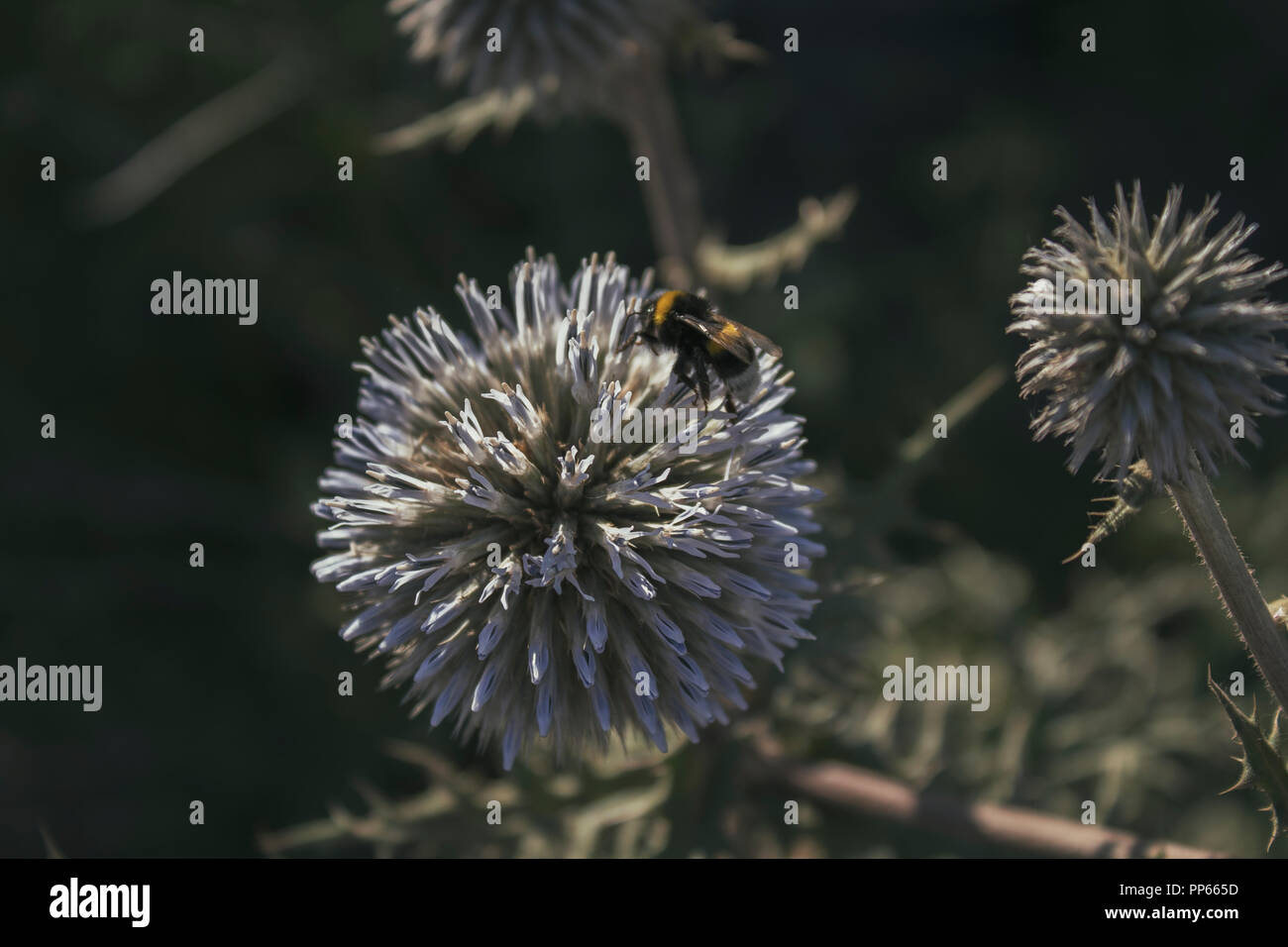 Thorn e bee. Impianto di steppa. La natura dello sfondo. Pianta selvatica. Foto Stock