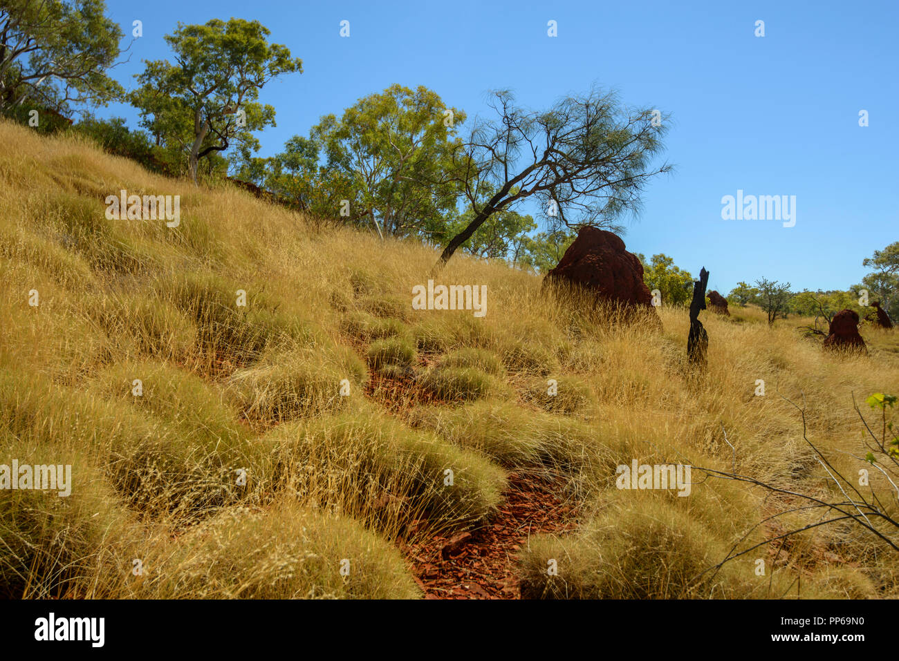 Red termite mound, golden erba secca, Karijini National Park, Australia occidentale Foto Stock