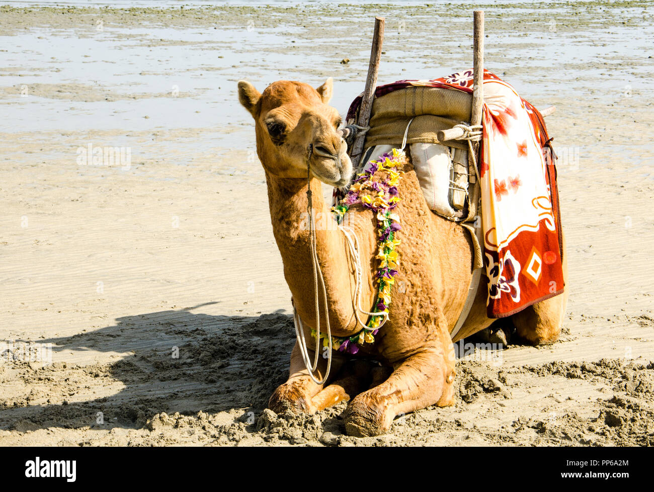 Seduta in cammello gheshm isola in Iran Foto Stock