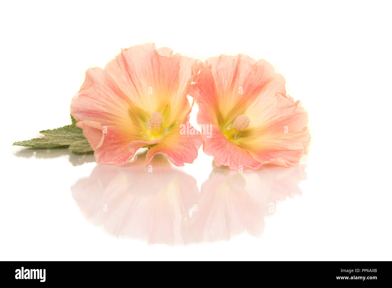 Due hollyhock le teste dei fiori giacenti su uno sfondo bianco con la riflessione Foto Stock