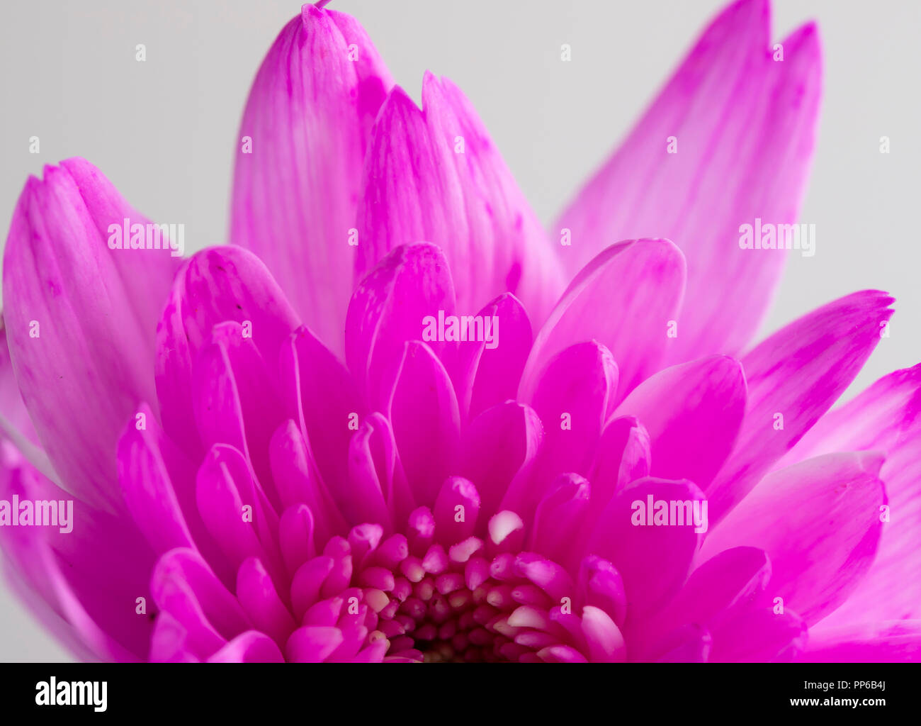 Di un bel colore rosa fiore del crisantemo close-up su sfondo bianco Foto Stock