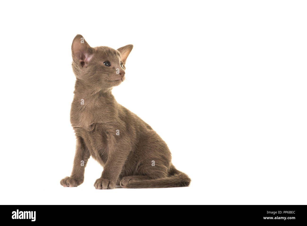Carino grigio shorhair orientali gattino guardando sopra la sua spalla a destra isolato su uno sfondo bianco Foto Stock