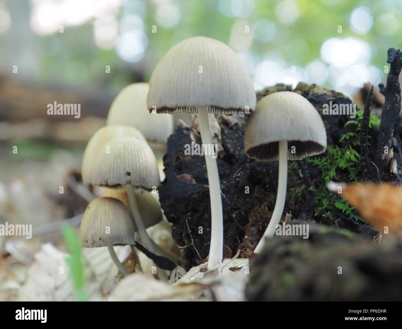 Mica Caps (Coprinellus Micaceus) Foto Stock