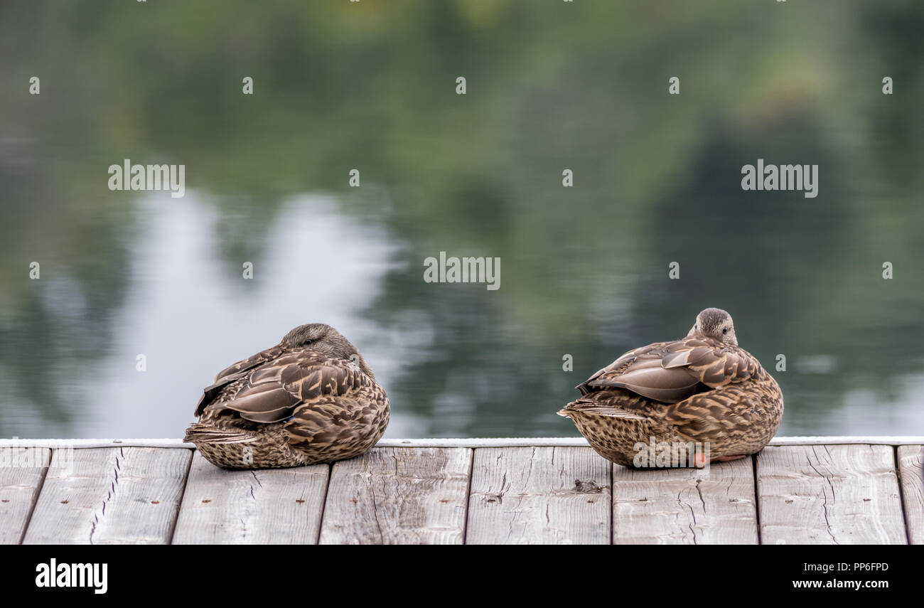 Sleeping bellezze, le anatre bastarde gemelli su un molo prendendo un pisolino. Lamarche, Lac St-Jean, Quebec, Canada Foto Stock