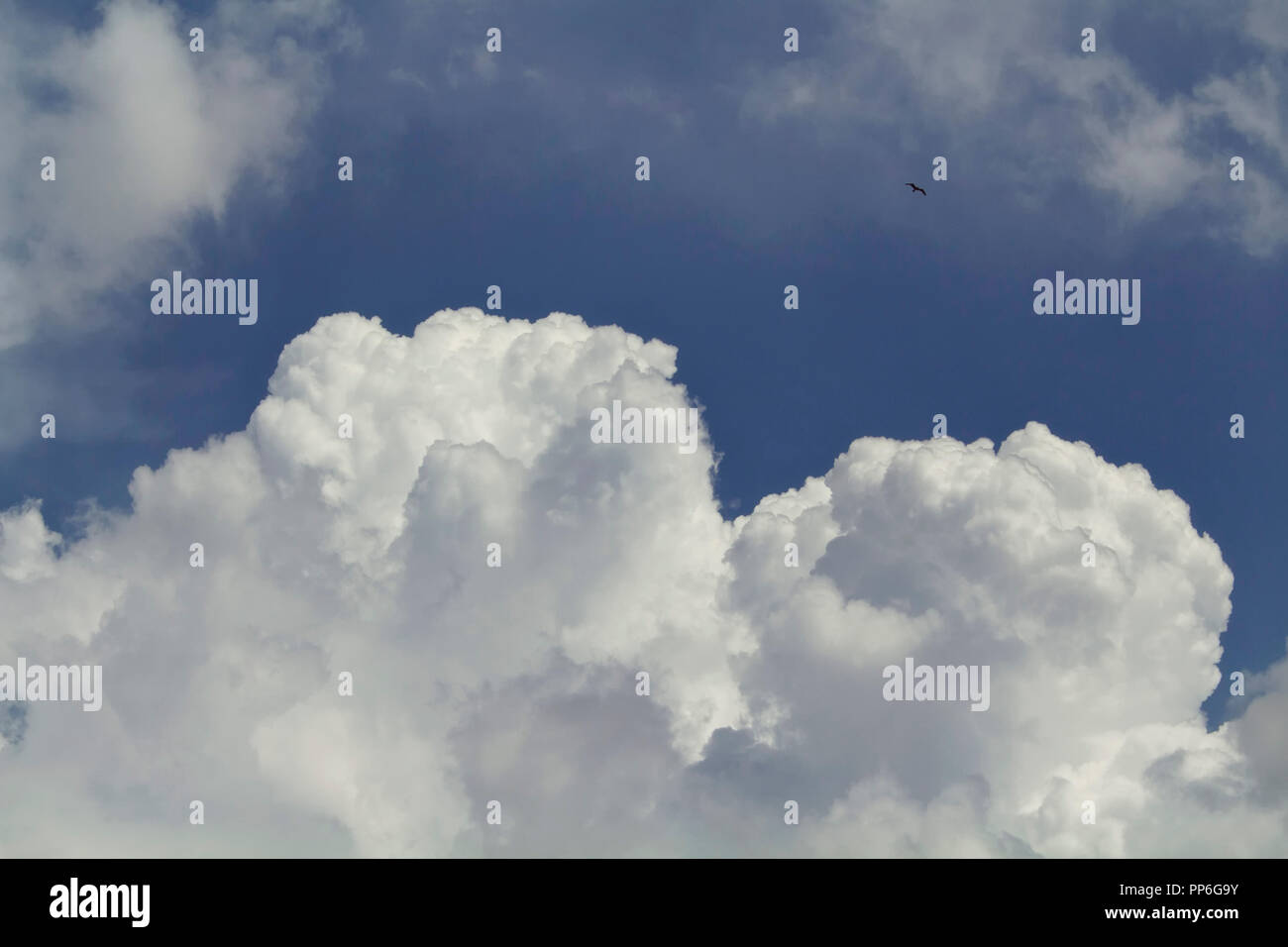 Vista della grande e dense nubi con cielo blu. Un gabbiano volare. Foto Stock