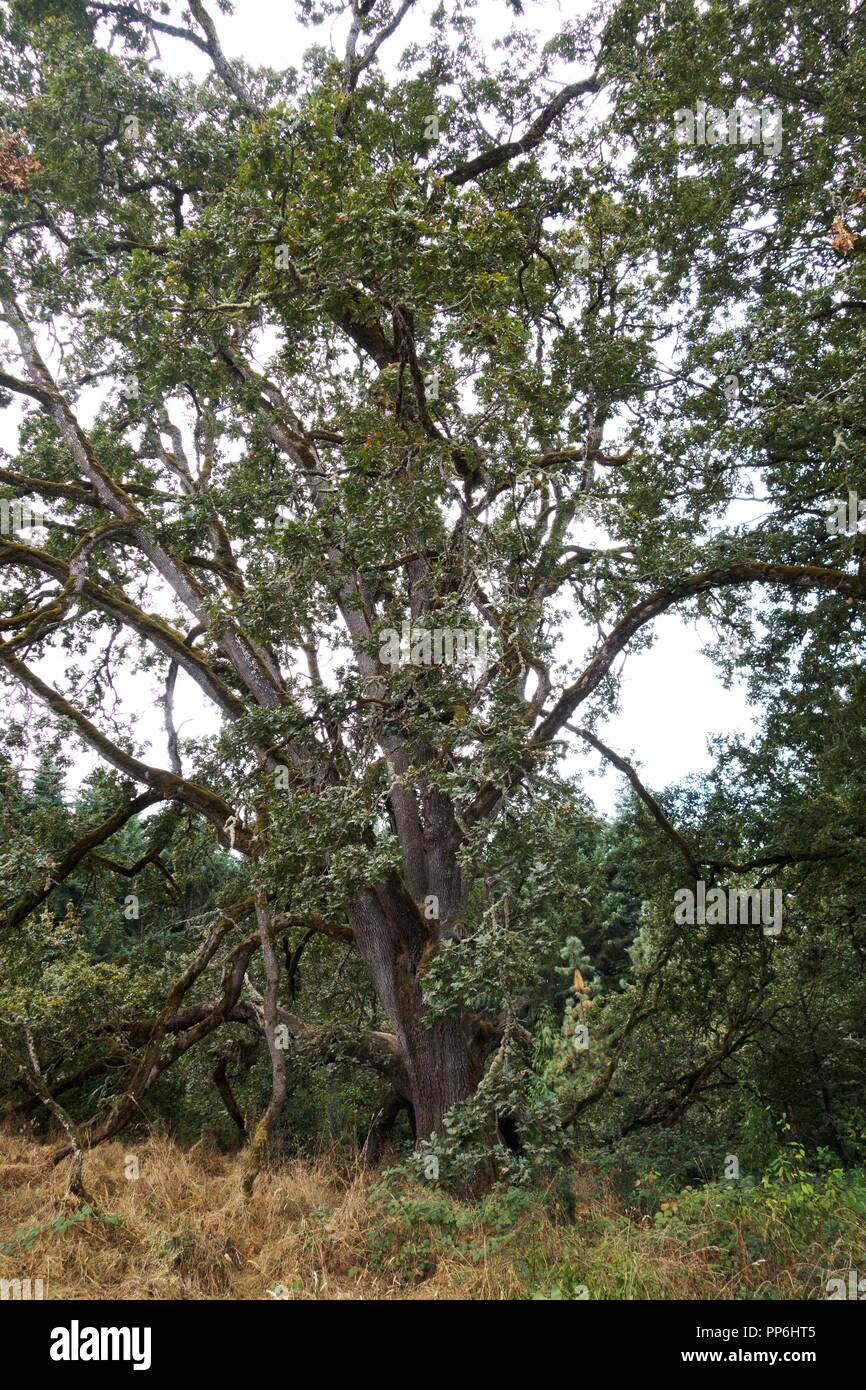 Il nativo di Oak Grove presso la Oregon Garden in Silverton, Oregon, Stati Uniti d'America. Foto Stock