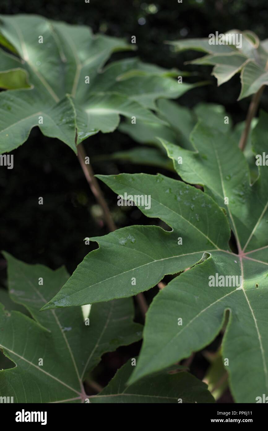 Gigante di carta di riso pianta, Tetrapanax papyrifer. Foto Stock