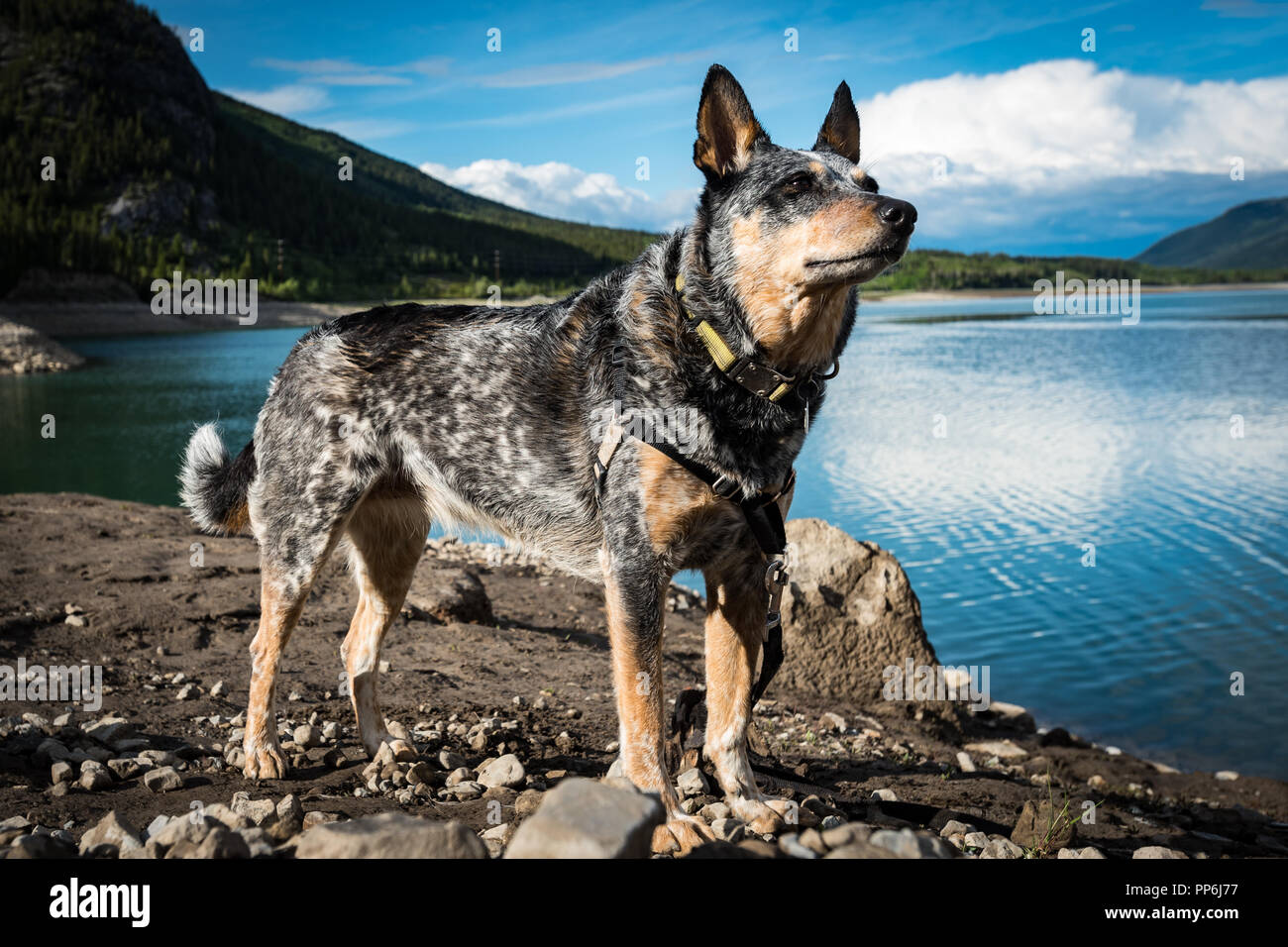Blue Heeler Dog sulle rive di un bellissimo lago di montagna a Kananaskis Country Alberta in una fresca giornata nuvolosa all'inizio dell'estate. Foto Stock