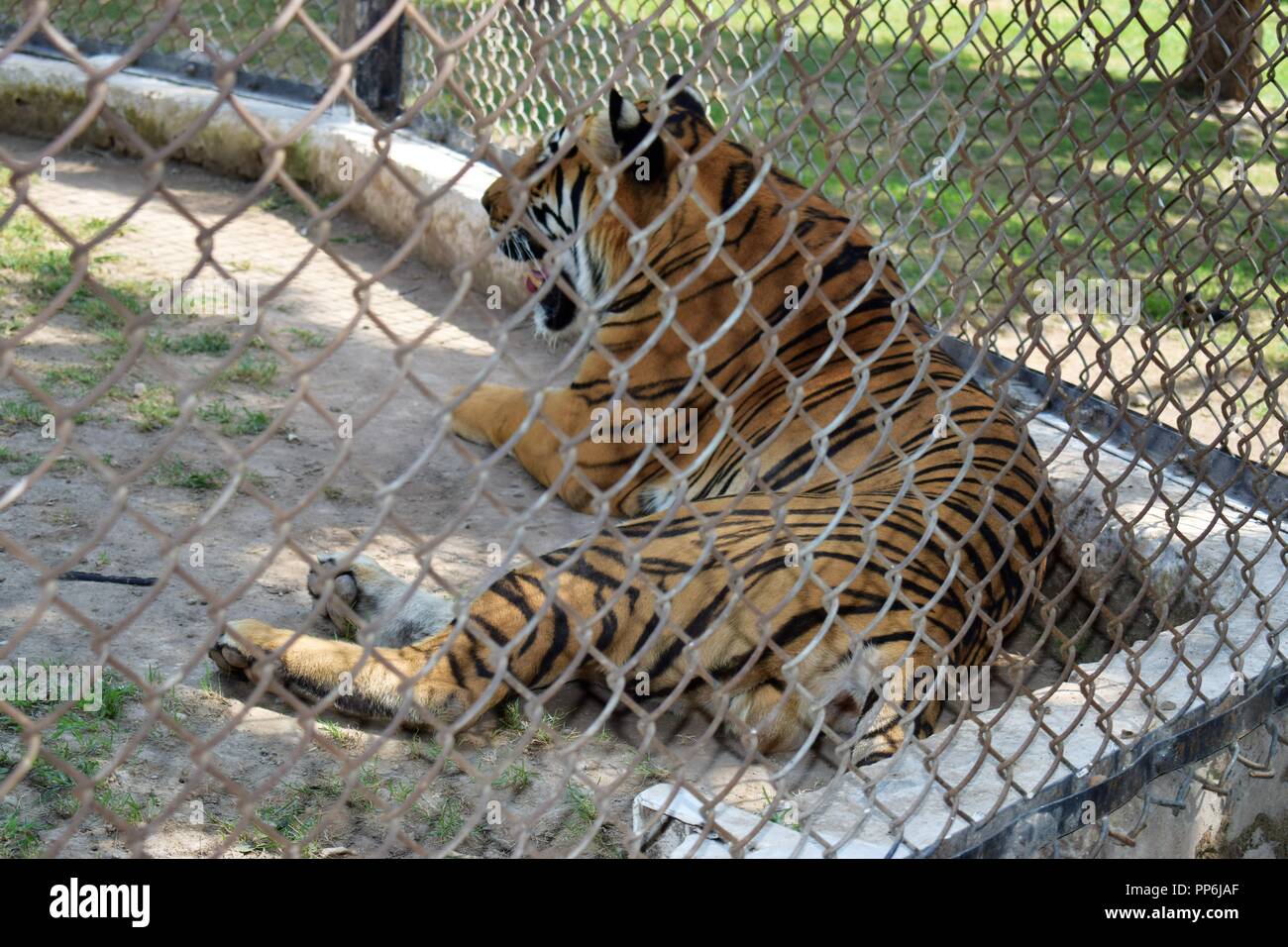 Tiger in gabbia Foto Stock