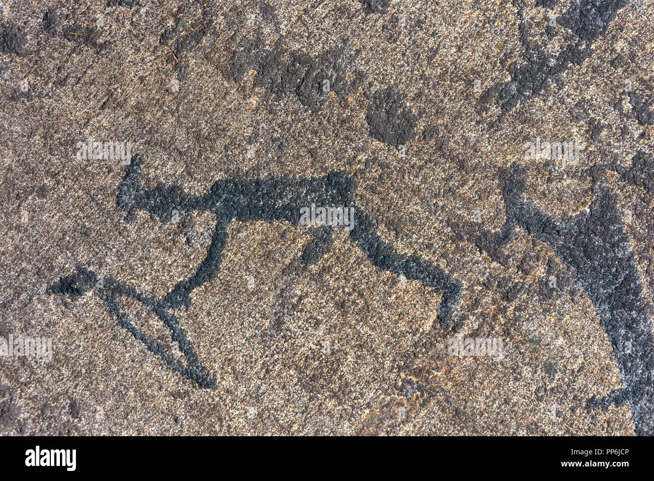 Un incisioni rupestri sono disegni antichi su una grande pietra, Carelia, la Russia. Foto Stock