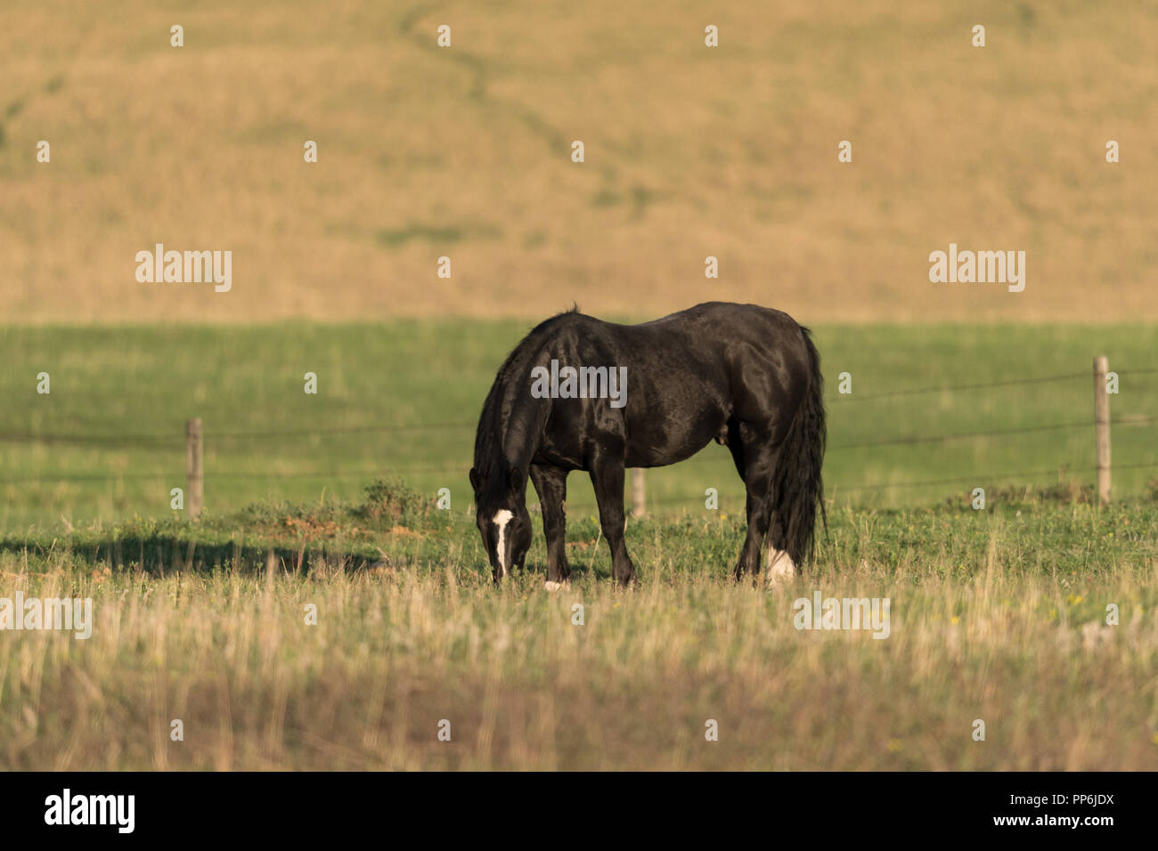 Cavallo nero di pascolare su erba a molla in un pascolo nelle zone rurali di Alberta, Canada Foto Stock