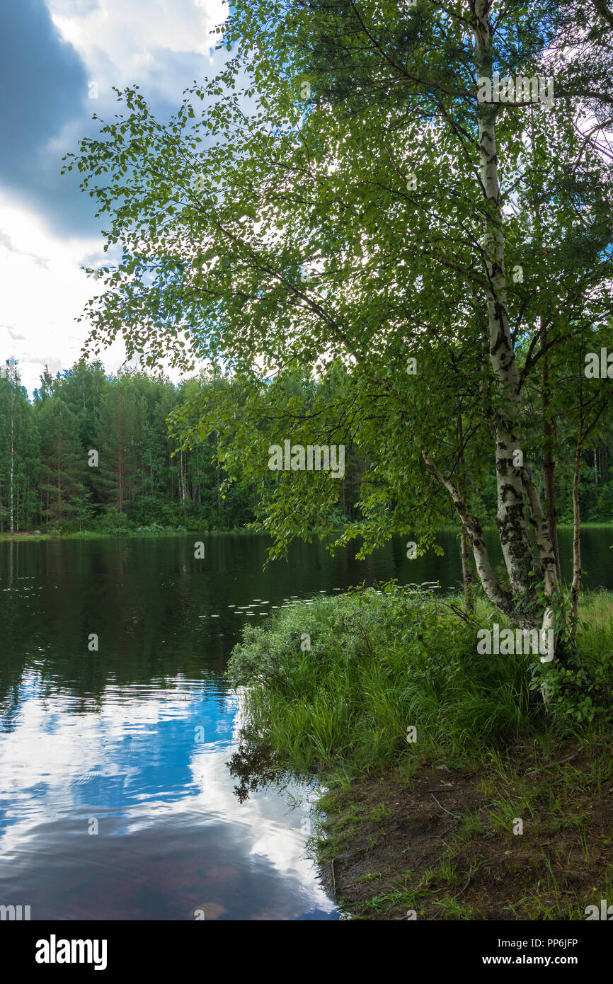 Betulla sulla riva di un piccolo lago in un giorno di estate. Foto Stock