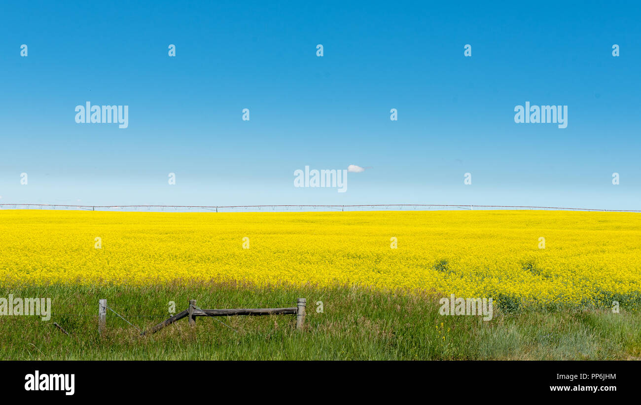 Lo splendido paesaggio di terreni coltivati nelle colline di Alberta in Canada con i campi di giallo fioritura di colture di canola. Foto Stock