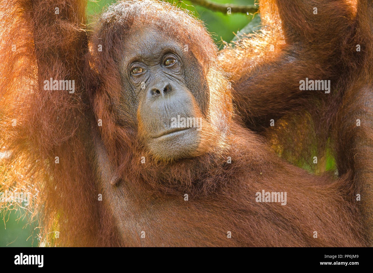 Ritratto di una femmina di orango appeso a un albero guardando la fotocamera Foto Stock