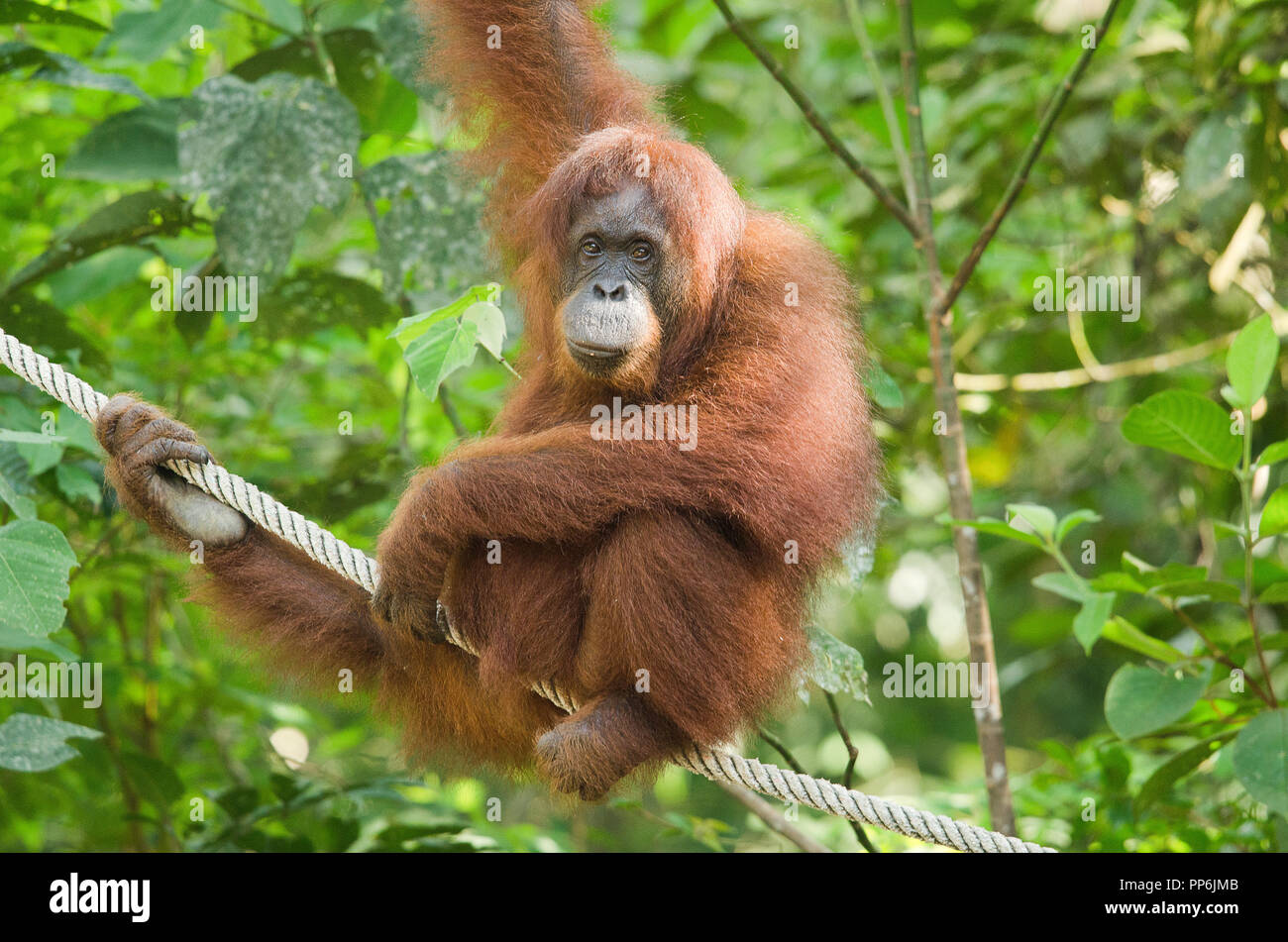 Femmina di orango appeso a un albero guardando la fotocamera Foto Stock