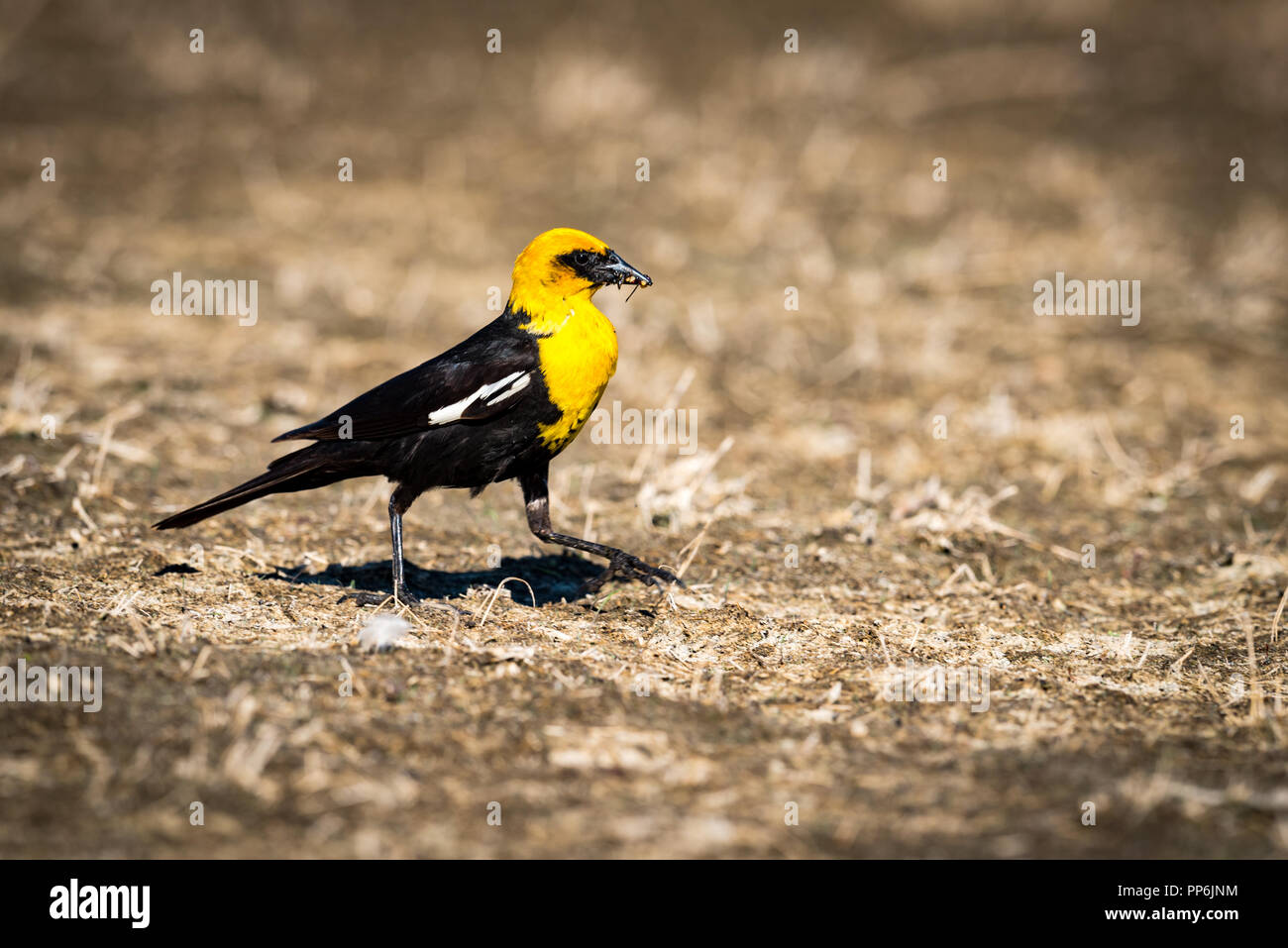 Giallo testa di Merlo con becco piena di insetti Foto Stock