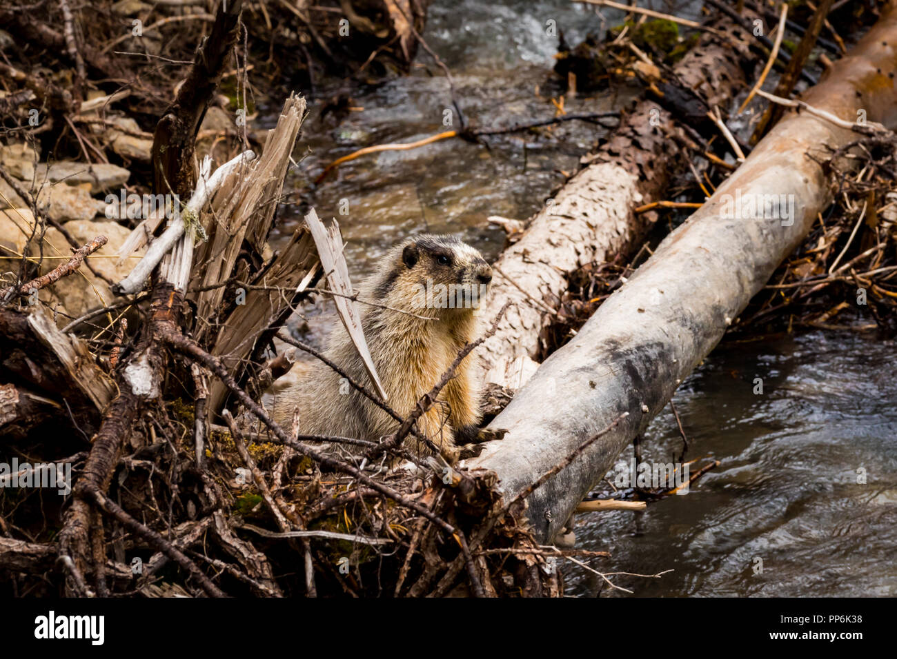 Wild marmotta su un log jam oltre il Fiume Kananaskis, Alberta Canada Foto Stock
