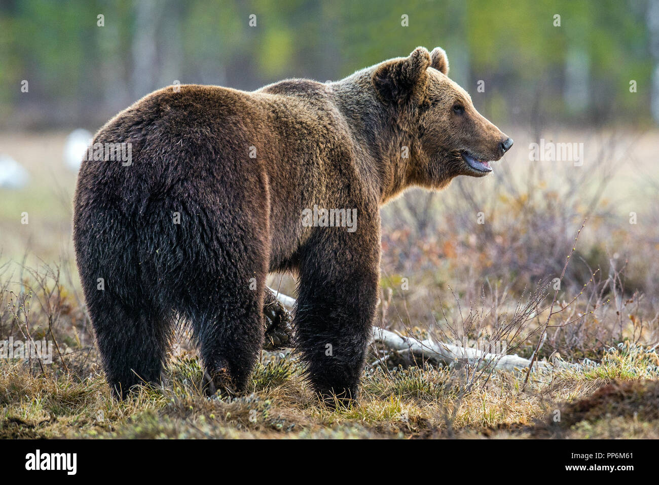 Wild orso bruno sul bog nella foresta di primavera. Nome scientifico: Ursus arctos. Foto Stock