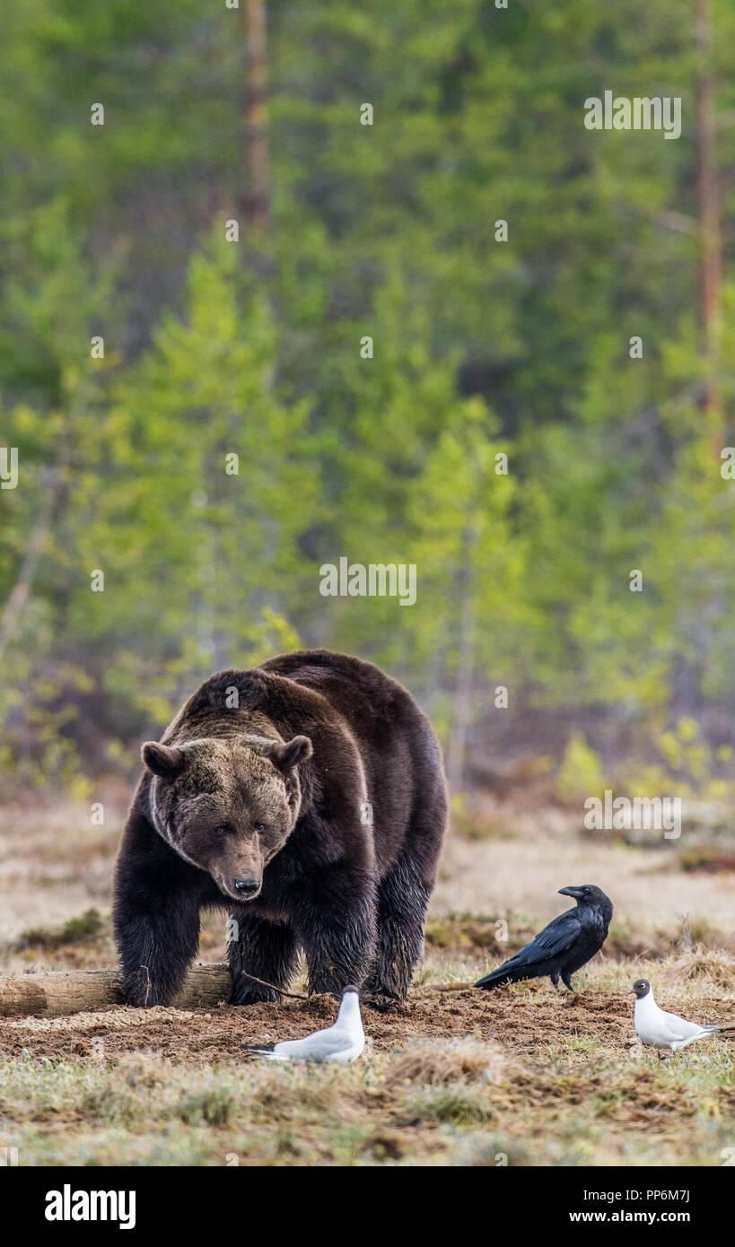 Wild orso bruno sul bog nella foresta di primavera. Nome scientifico: Ursus arctos. Foto Stock