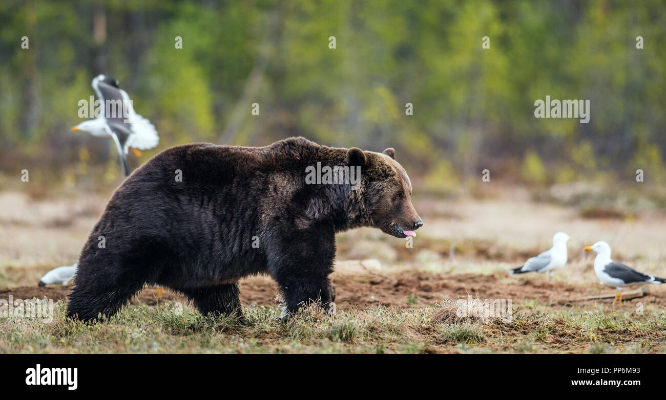 Wild orso bruno sul bog nella foresta di primavera. Nome scientifico: Ursus arctos. Foto Stock