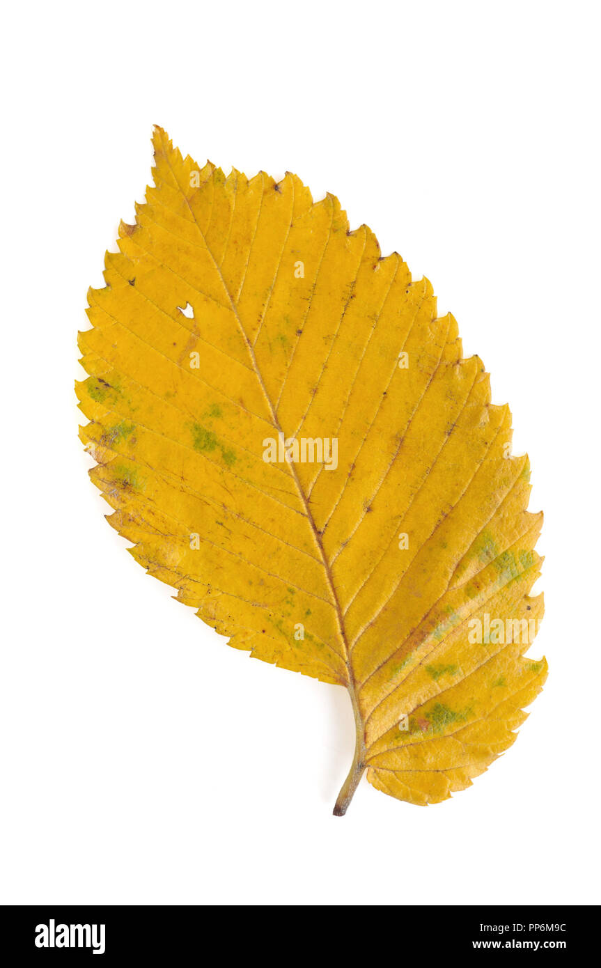 Foglia di olmo autunno isolato su sfondo bianco Foto Stock