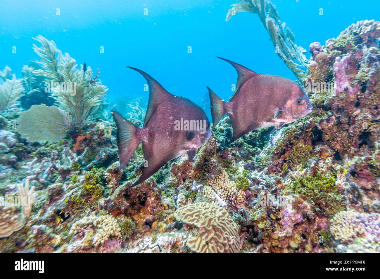 Atlantic spadefish,Chaetodipterus faber è una specie di pesci marini appartenenti alla famiglia Ephippidae Foto Stock