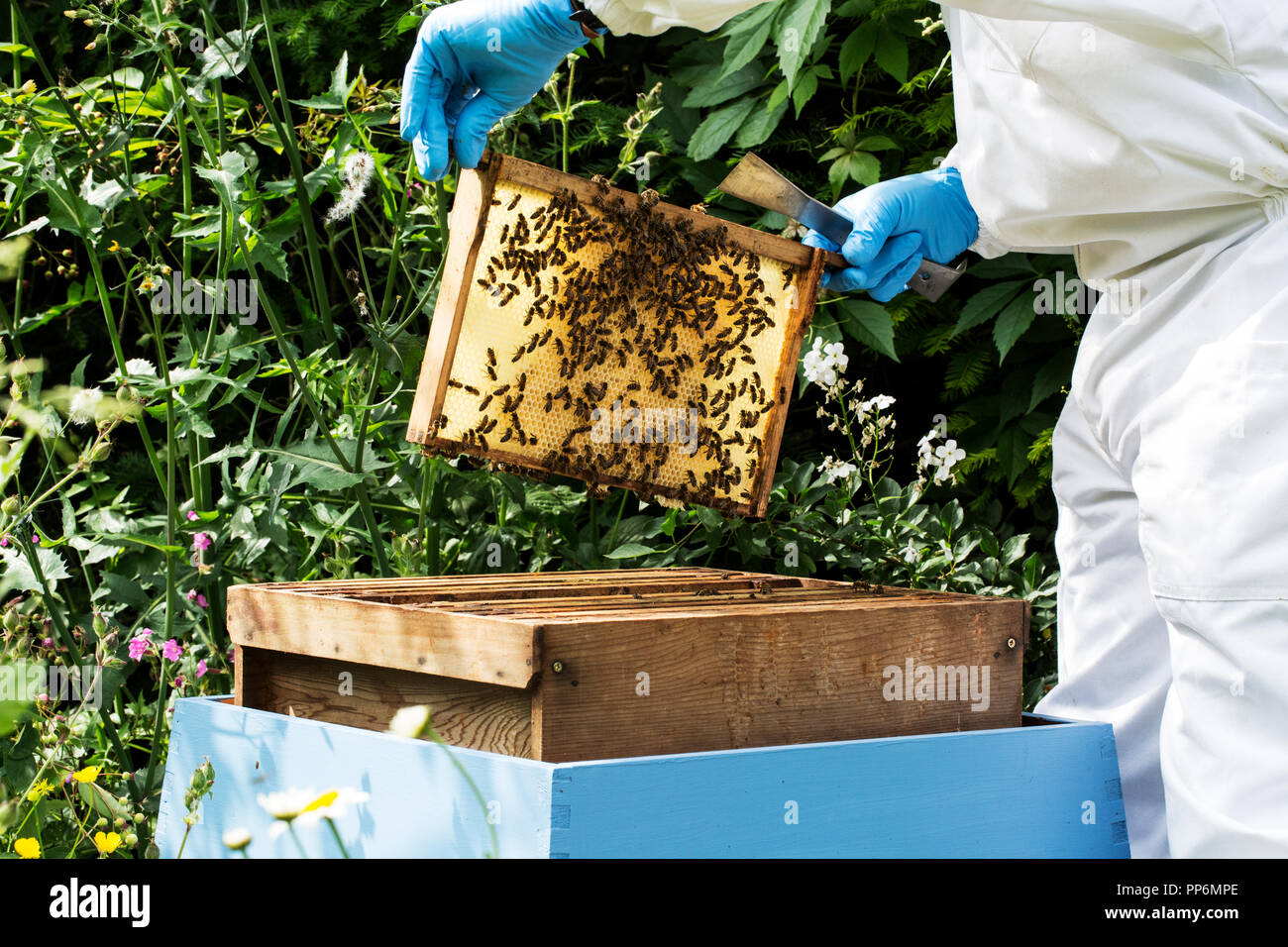 Beekeper indossare tuta protettiva sul lavoro, ispezione di alveare in legno. Foto Stock