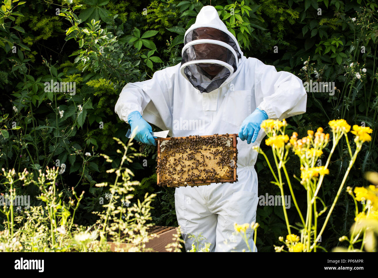 Beekeper indossare tuta protettiva sul lavoro, ispezione di alveare in legno. Foto Stock