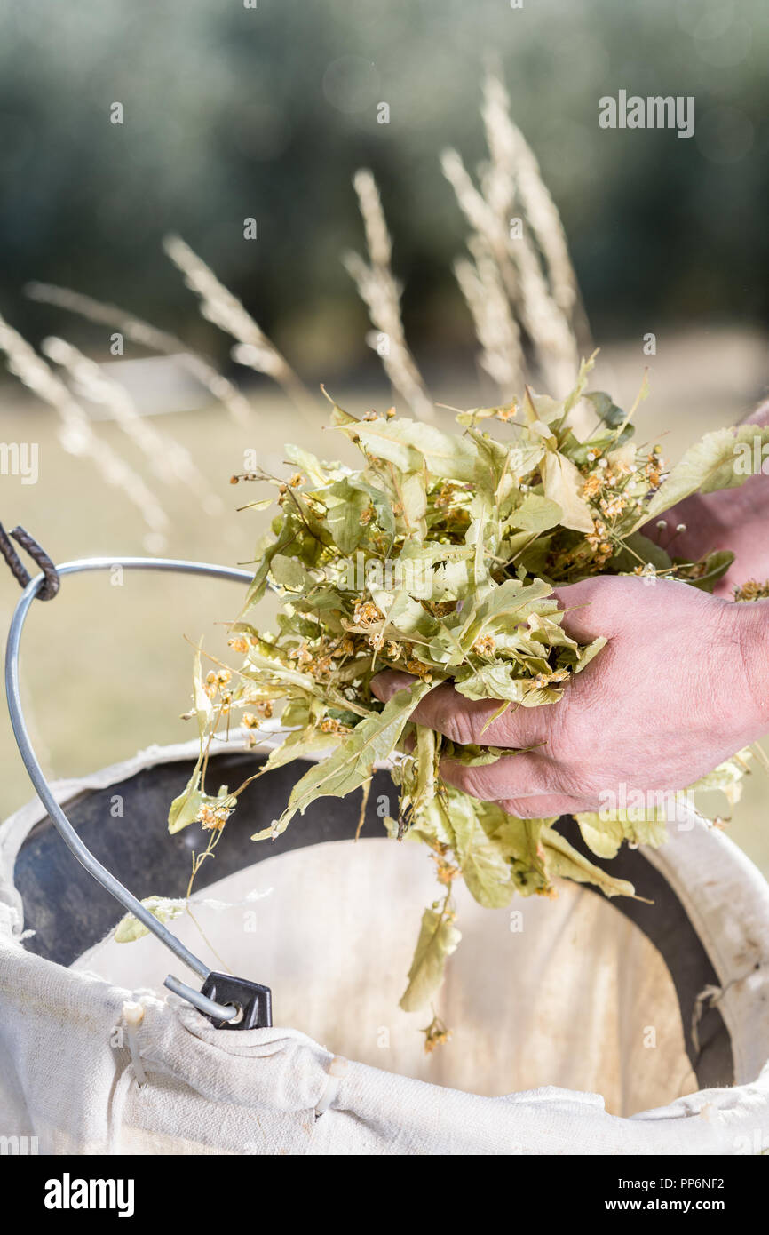 Buis Les Baronnies (sud-est della Francia): linden raccolta prima della sua trasformazione in tè alle erbe, i medicinali a base di erbe e oli essenziali Foto Stock