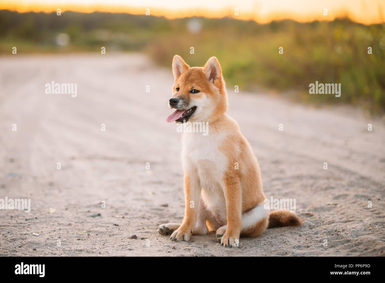 Bellissima femmina rosso giovane Shiba Inu Puppy Dog sitter Outdoor in sabbia strada di campagna. Foto Stock