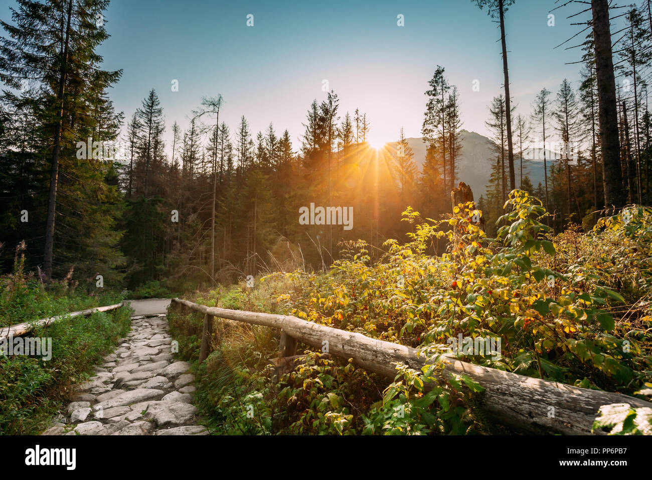 Parco nazionale dei Alti Tatra, Polonia. Sunrise sopra sentieri estivi Monti Tatra paesaggio. Sole di mattina al sole con la luce del sole attraverso gli alberi in Tatr Foto Stock