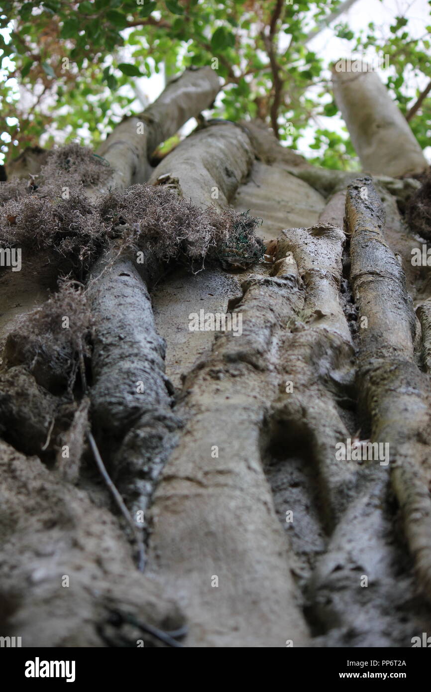 Radici di albero africane come visto da sotto. Foto Stock