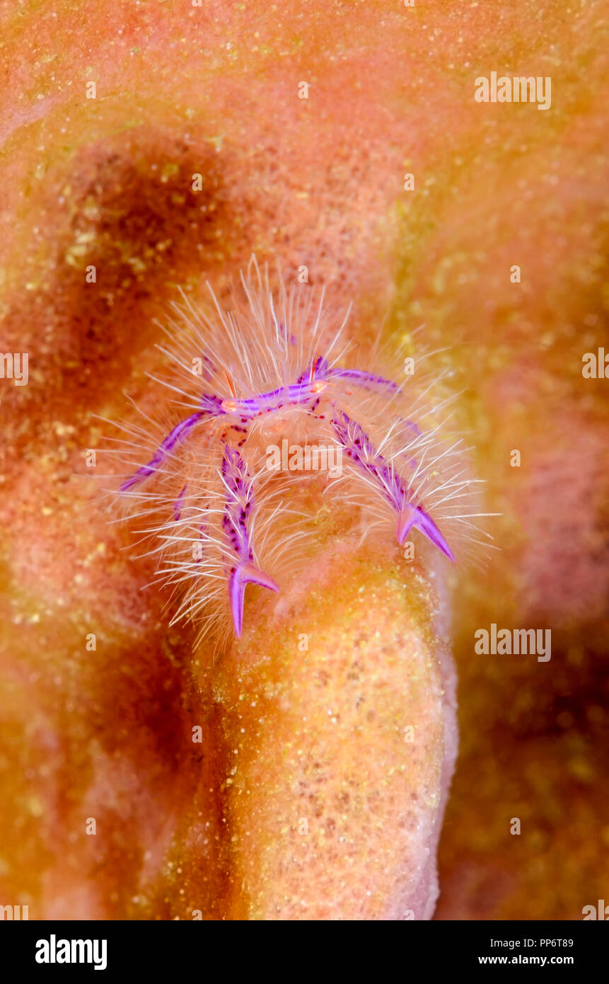 Pink hairy squat lobster, Lauriea siagiani, vive della canna gigante, spugna Xestospongia "testudinaria, Puerto Galera, Oriental Mindoro, Filippine, Foto Stock