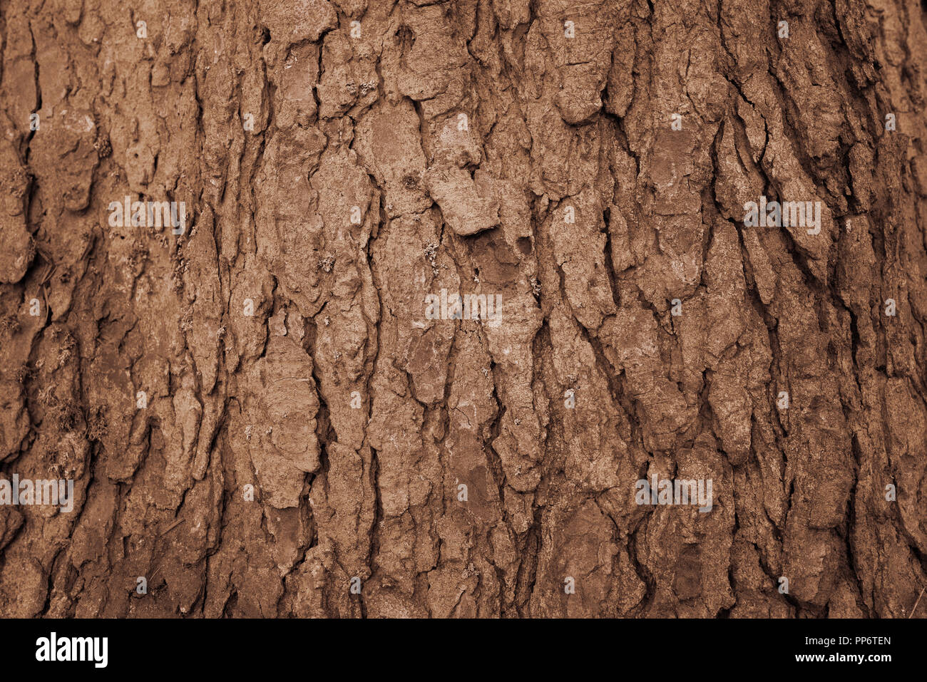 Chiusura del vecchio marrone corteccia di albero,texture di sfondo. Foto Stock