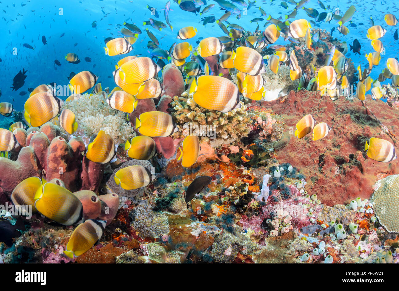 Alimentazione di pesci di scogliera, compresi Blacklip butterflyfish, Chaetodon kleinii e Crescent wrasse, Thalassoma lunare, la verde isola, Batangas, Filippine, Foto Stock