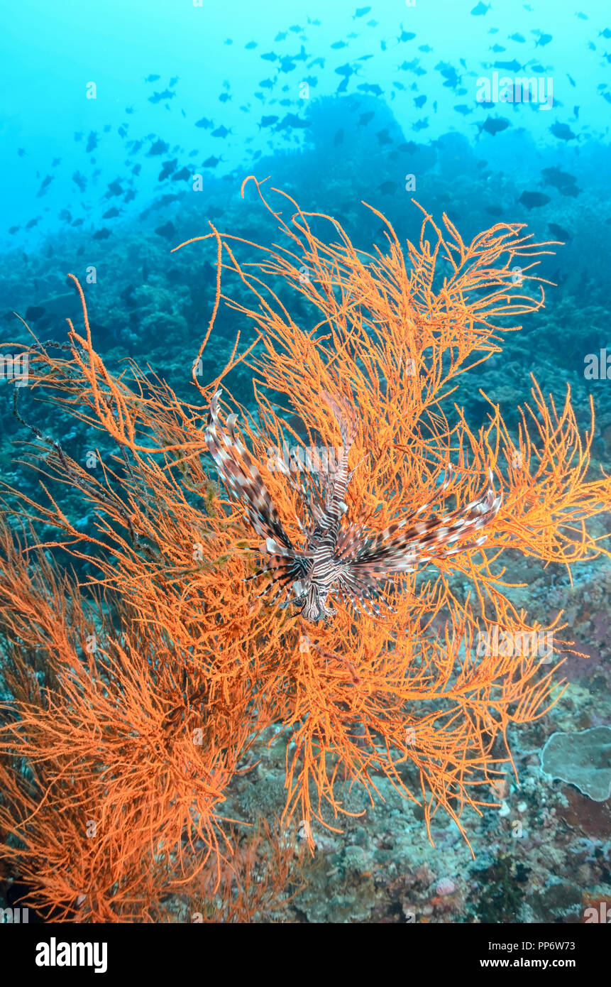 Leone comune, pterois volitans, la verde isola, Batangas, Filippine, Pacific Foto Stock