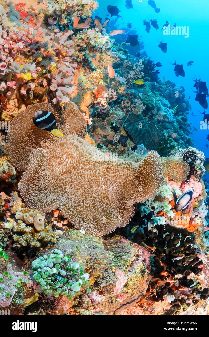 Clark, anemonefish Amphiprion clarkii, la verde isola, Batangas, Filippine, Pacific Foto Stock