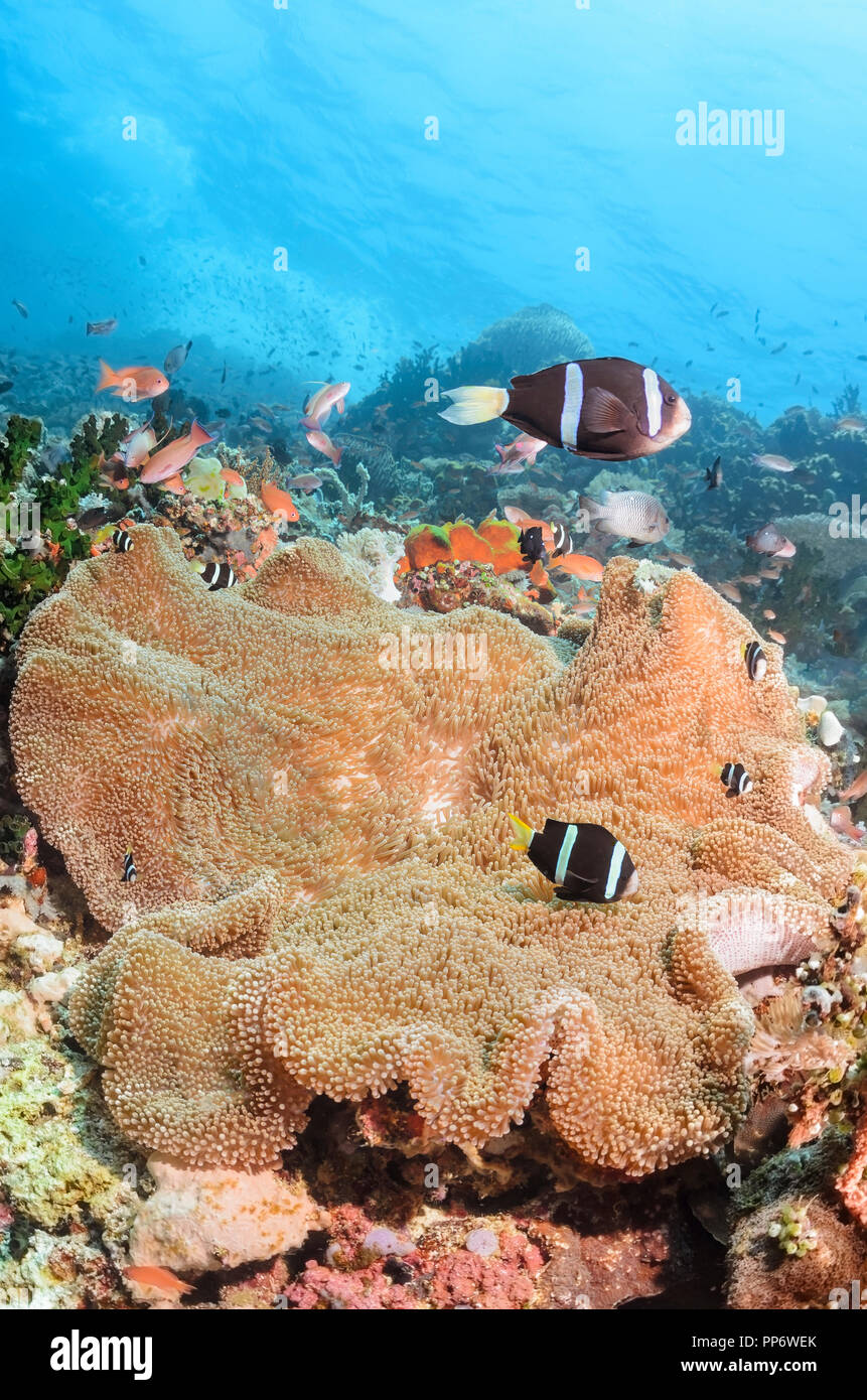 Clark, anemonefish Amphiprion clarkii, la verde isola, Batangas, Filippine, Pacific Foto Stock