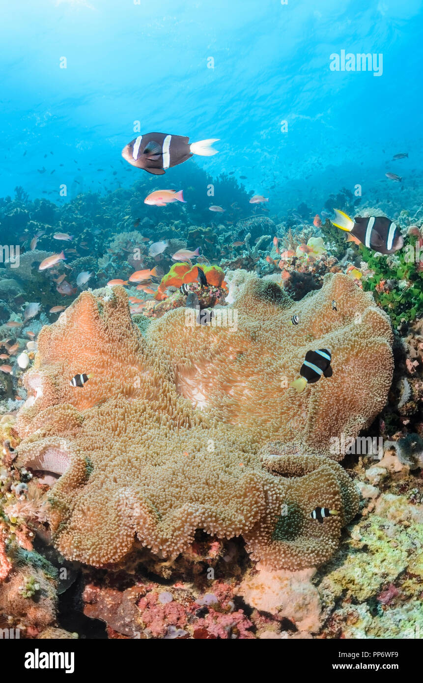 Clark, anemonefish Amphiprion clarkii, la verde isola, Batangas, Filippine, Pacific Foto Stock