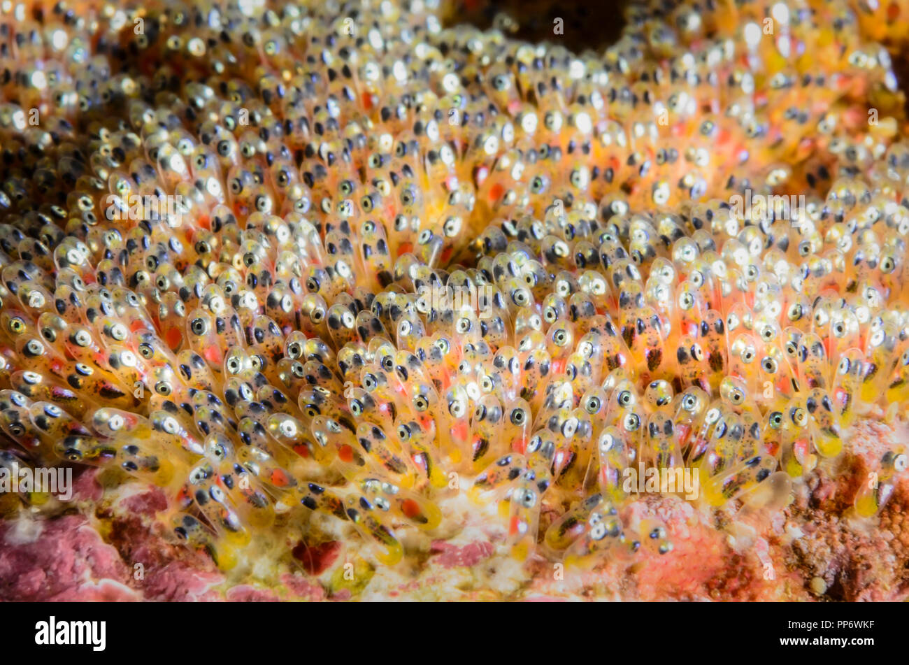 Clark anemonefish uova, Amphiprion clarkii, la verde isola, Batangas, Filippine, Pacific Foto Stock