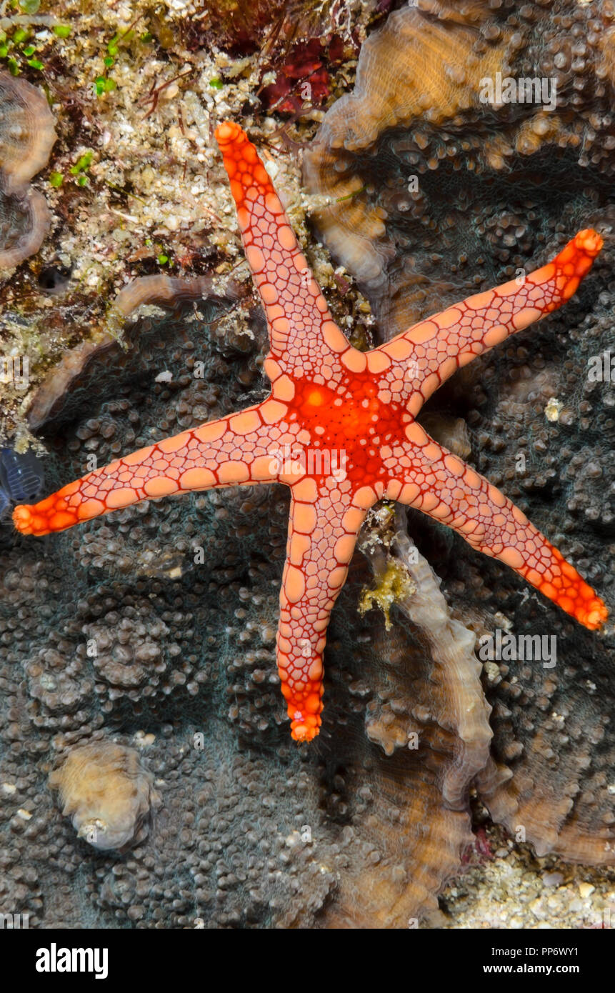 La menta piperita stella di mare, Fromia monilis, la verde isola, Batangas, Filippine, Pacific Foto Stock