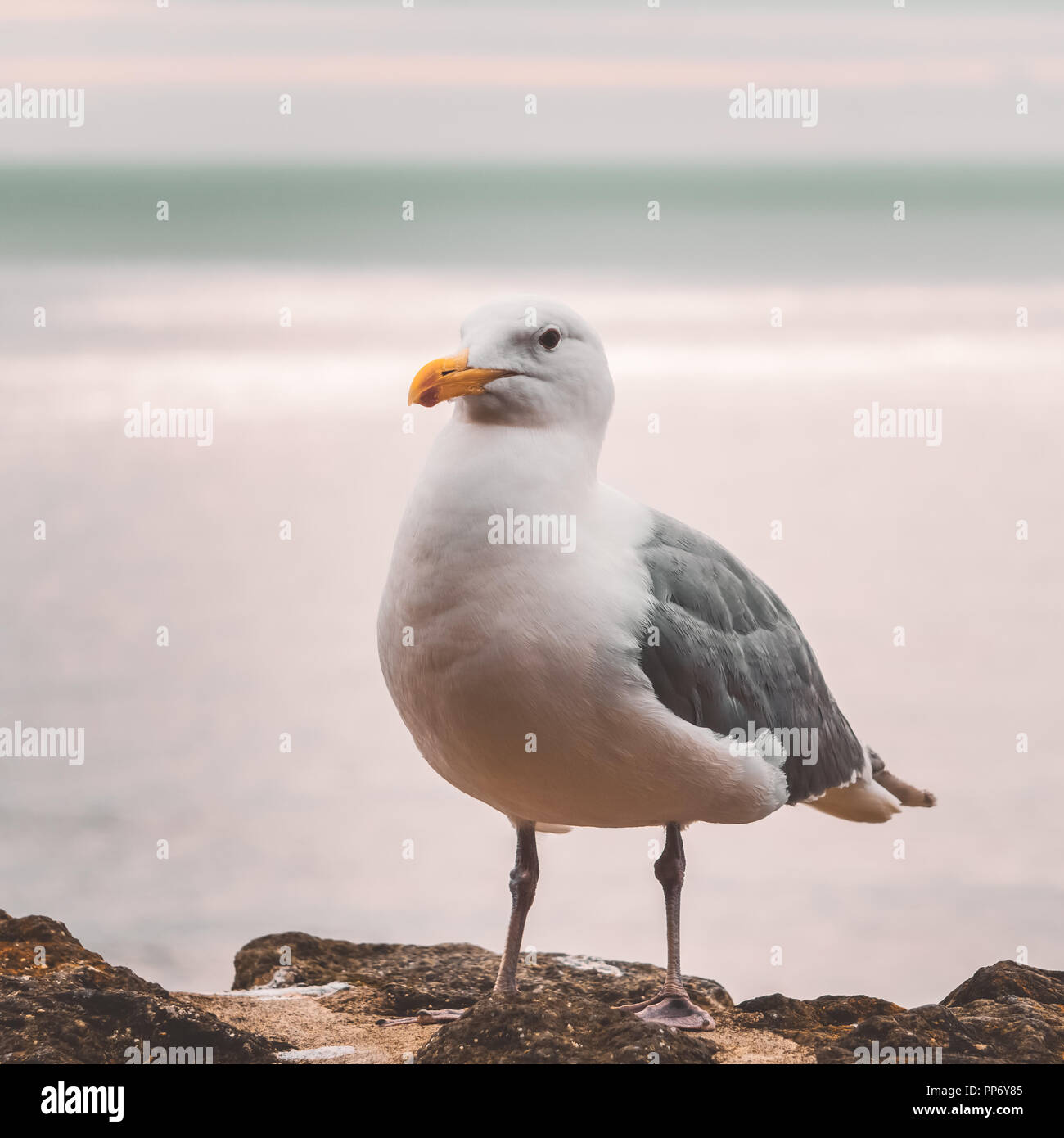 Bel ritratto di un gabbiano o seagull, Larus smithsonianus, in piedi su un parapetto di pietra con l'oceano sullo sfondo, Oregon, Pacific Coast, né Foto Stock