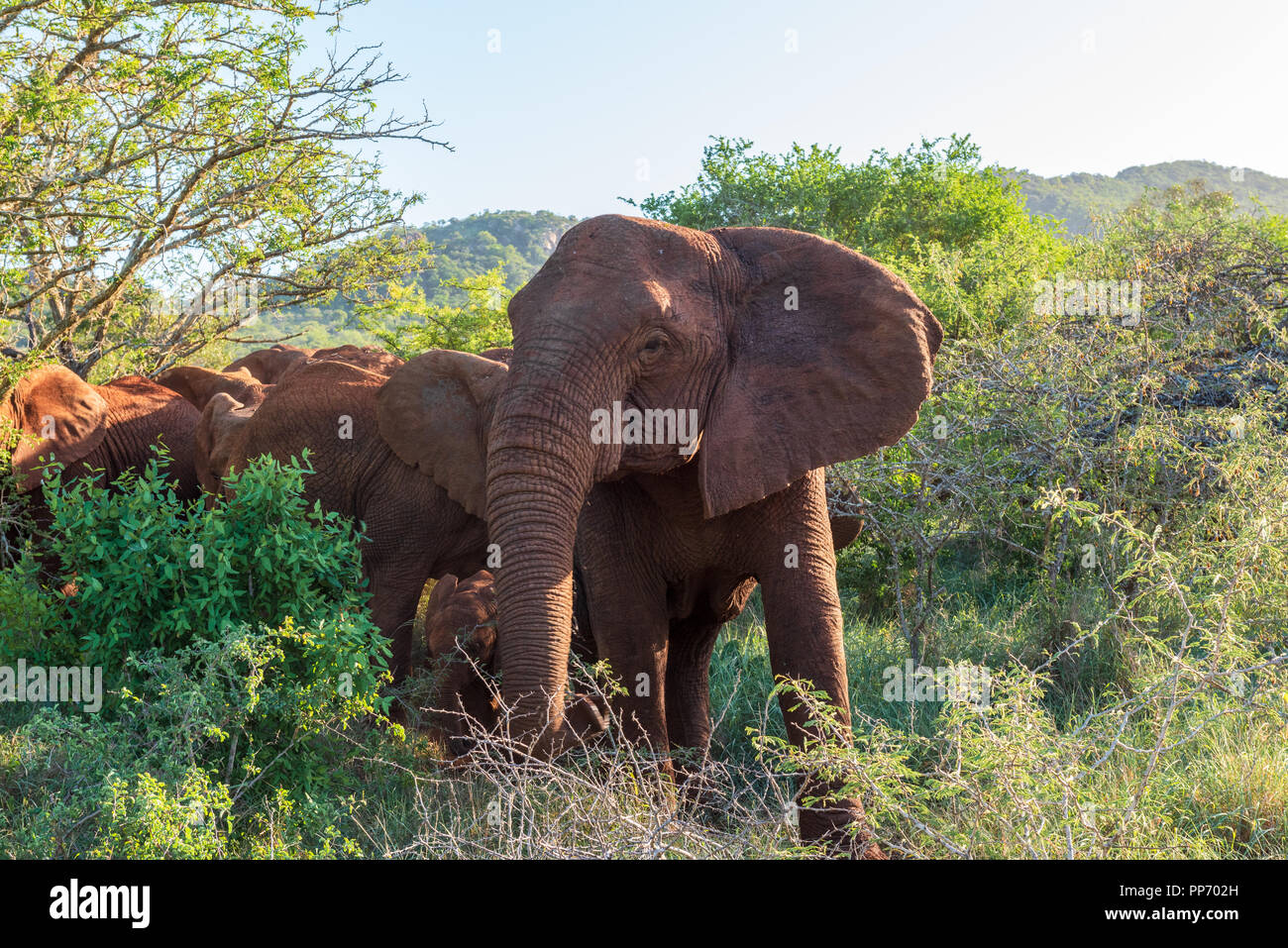 Un branco di elefanti fa il suo modo attraverso il South African bush in un caldo giorno d'estate. Foto Stock