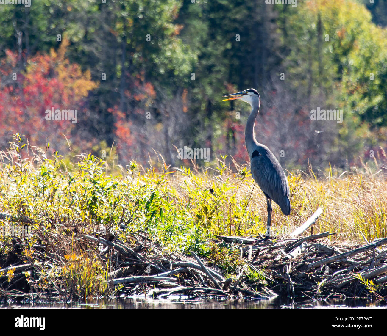 Un grande airone cenerino, Ardea Erodiade, in piedi su un beaver lodge sul bordo del fiume Kunjamuk nelle Montagne Adirondack, NY USA a inizio autunno. Foto Stock